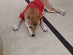 -逗柴咖啡屋·狗咖猫咖宠物桌游
