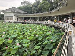 -荔湾湖公园