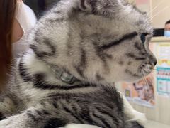 -瑞派康怡24h宠物医院·犬猫医疗中心·微创绝育(瑞景分院)