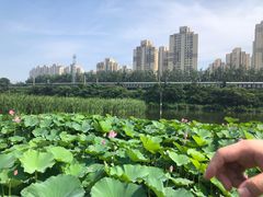 -前关湿地公园