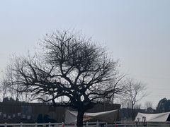 -夏河溪乡野公园