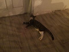 -海边的猫和咖啡馆