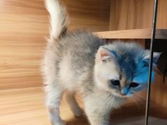 -猫十亿·布偶金渐层·曼基康矮脚猫舍(青年路店)