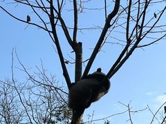 -中国大熊猫保护研究中心雅安碧峰峡基地