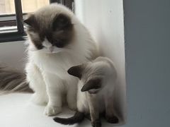 -欣宠猫屋·矮脚拿破仑·蓝金金渐层