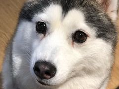 -Husky Go! 哈士奇体验馆·宠物咖啡厅狗咖