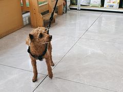 -瑞鹏宠物医院·超声·骨科·奇麟分院(蜀都万达店)