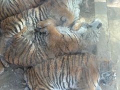 -栾川竹海野生动物园