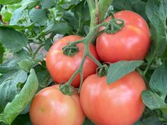 -庞各庄翠芳园西瓜蔬菜基地采摘园