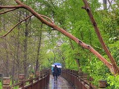 -溱湖国家湿地公园