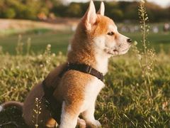 -引领英语·成人口语·雅思托福