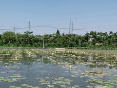 -上海长兴岛郊野公园