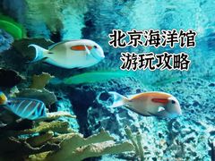 -北京海洋馆