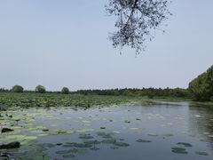 -洪湖生态旅游区