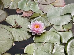 -洛阳市隋唐城遗址植物园
