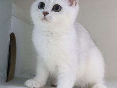 -lincat·猫舍(广州店)