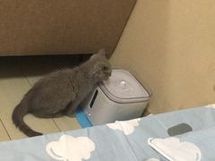 -猫大福·Fortune Cat猫舍(百子湾店)