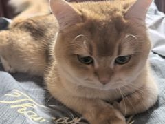 -天宠宠物医院24小时·急重症诊疗中心·全科·腔镜特色(和平分院)