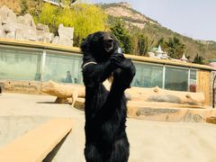 -东方熊牧场