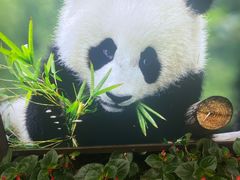门面-成都大熊猫繁育研究基地