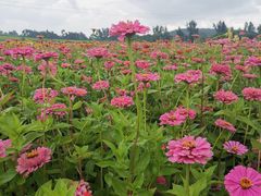 -莲花山花海