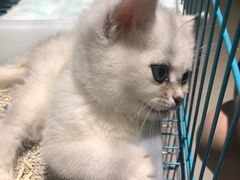 -喵zoo家庭繁育猫舍(尖东智能花园店)
