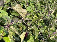 -汉长安城未央宫国家考古遗址公园