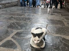 -王万妈卤猪脚(青岩交通路)