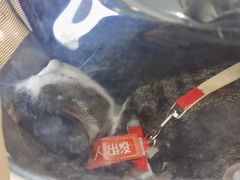 -宠颐生宠物医院·心肾内科·猫专科诊疗中心宠巢店