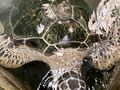 -硇洲岛旅游区