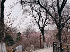 -桃花堤公园