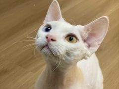 -猫大福·Fortune Cat猫舍(百子湾店)