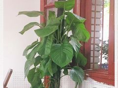 -阿鹏故事云南野生菌火锅(人民路店)