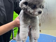 -酷狗靓猫宠物·洗护·美容·寄养(航北路店)