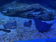 -海合安武汉极地海洋公园