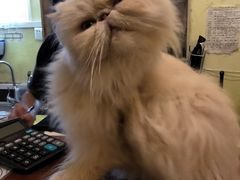 -猫色咖啡·猫咖