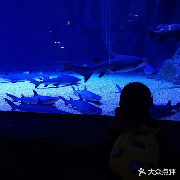 #昆明亲子游#99块玩转融创海世界!