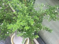 -湖庭壹品鸭王·传统北京烤鸭·别墅私房菜·庭院宵夜(江宁店)