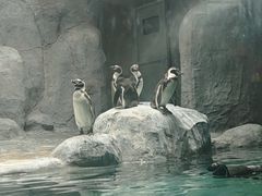 -合肥野生动物园