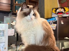 -咖法森林·咖啡  酒吧(天河店)