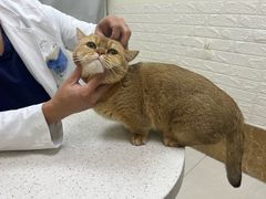 -美联众合动物医院·24h京西诊疗中心