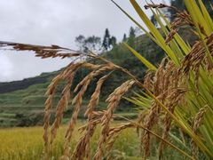 -紫鹊界梯田景区