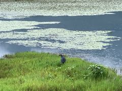 -腾冲北海湿地