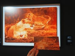 -罗红摄影艺术馆