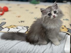 -momokira米努特·德文卷毛猫·棉花面纱犬