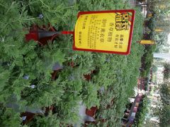 android_upload_pic-荷兰花海