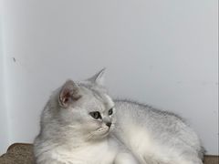 -瑞派康怡24h宠物医院·犬猫医疗中心·微创绝育(瑞景分院)