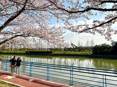 -高东镇樱花园