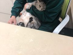 -瑞派康怡24h宠物医院·犬猫医疗中心·微创绝育(瑞景分院)