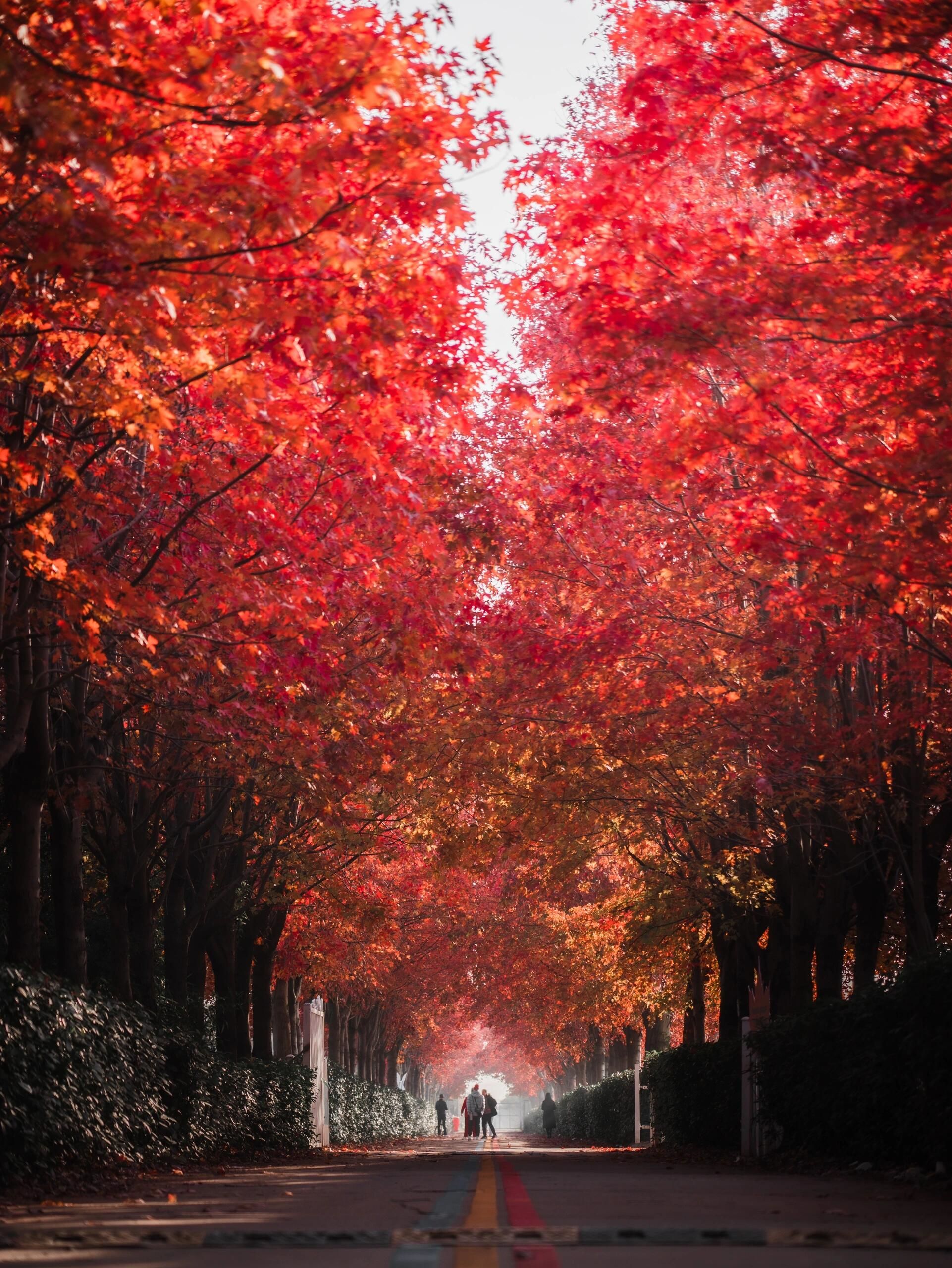 震惊❗️红枫林🍁宛如爱心红宝石❗️